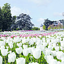 La rivière des tulipes claires, une nouveauté de la 26ème édition du Festival des jardins de Chaumont-sur-Loire.
