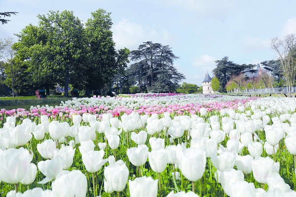 La rivière des tulipes claires, une nouveauté de la 26ème édition du Festival des jardins de Chaumont-sur-Loire.