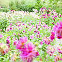 Dans le jardin permanent, hommage aux dahlias, une des plus belles floraisons automnales.