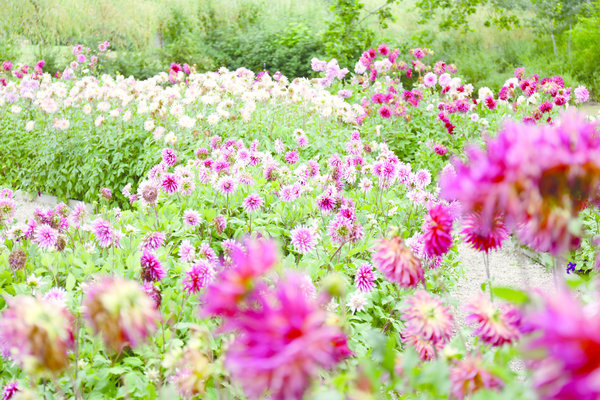 Dans le jardin permanent, hommage aux dahlias, une des plus belles floraisons automnales.