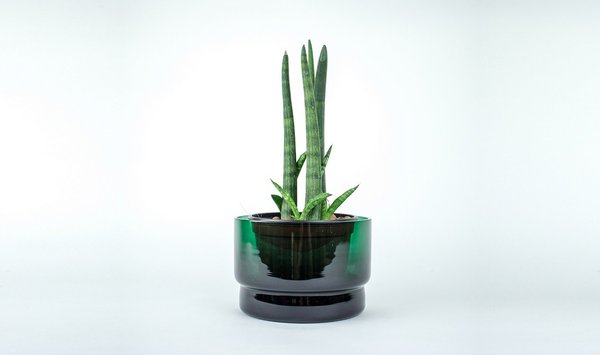 Pot en verre marin qui peut faire office de cache-pot pour une plante verte.