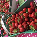 Dans ce beau panier Chapeau de Paille, on peut ramasser plusieurs kilos de belles fraises.