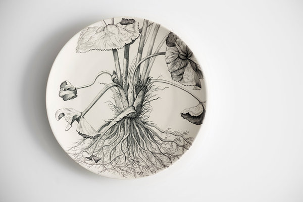 Reproduction peinte à la main sur porcelaine qui nécessite entre 4 et 6 semaines. Les proportions du dessin sont volontairement inadaptées au format de l’assiette. Catha palustris flore simplici, création Susan Hipgrave, 2014.