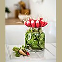 Mise à l'eau : pour conserver les radis bien frais, tremper la botte dans l'eau.