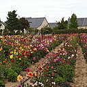 Rangées de dahlias sur le terrain de sélection