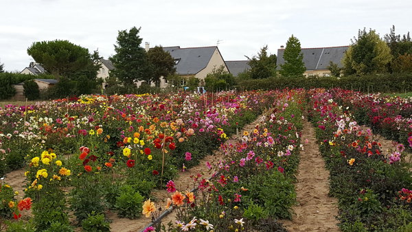 Rangées de dahlias sur le terrain de sélection