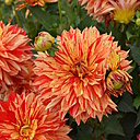 Orange saumoné tacheté de rouge et jaune ce dahlia est tout ébouriffé
