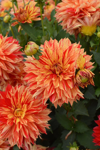 Orange saumoné tacheté de rouge et jaune ce dahlia est tout ébouriffé