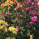 Différents plants de dahlias au multiples formes coloris se côtoient prêts à affronter la rude sélection.