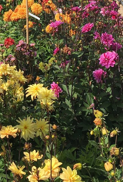 Différents plants de dahlias au multiples formes coloris se côtoient prêts à affronter la rude sélection.