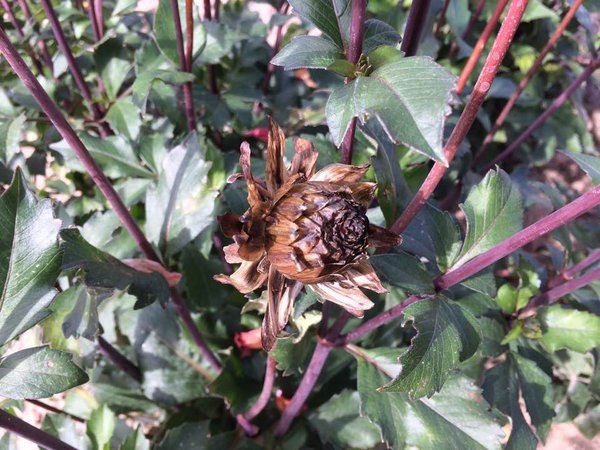 une fois la fleur fanée et séchée, il es bientôt temps de récolter les graines
