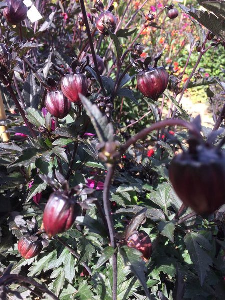 Le dahlia est en bouton, il n'a pas encore de nom... passera t-il le test de productivité ?
