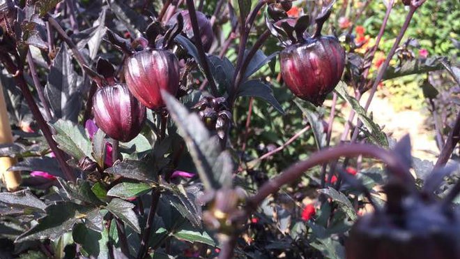 Le dahlia est en bouton, il n'a pas encore de nom... passera t-il le test de productivité ?