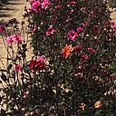 Pétales simples à collerette pour cette variété rose