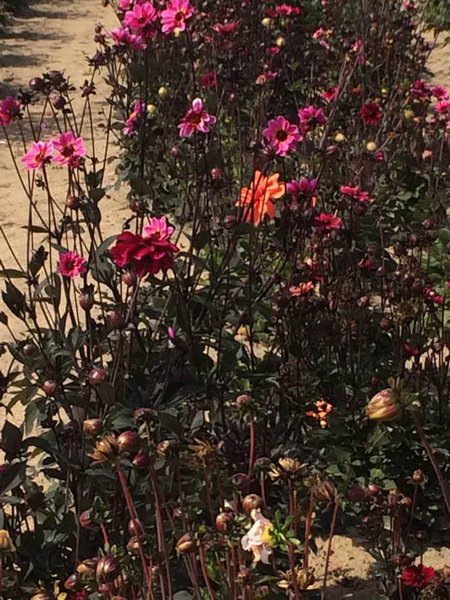 Pétales simples à collerette pour cette variété rose