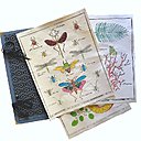 Planches de botanique et carton à dessin fabriqués par la dominoterie pour l’illustrateur Marin Montagut.