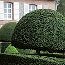 La création de ce jardin pluri centenaire, composé d’ifs et de buis, est probablement antérieure à la construction de la maison actuelle qui date du début du XVIIIème siècle.