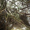 L’if igloo, qui a remporté le Prix du Public, est composé de 6 « taxus baccata ». La circonférence des troncs est de 0,60 cm à 1,30 m du sol. Longueur : 9 mètres. Hauteur : 4 mètres.