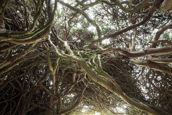 L’if igloo, qui a remporté le Prix du Public, est composé de 6 « taxus baccata ». La circonférence des troncs est de 0,60 cm à 1,30 m du sol. Longueur : 9 mètres. Hauteur : 4 mètres.