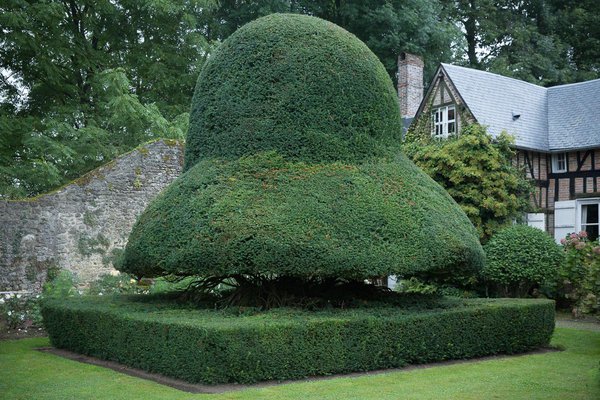 Le jardin accueille aussi des hortensias « hydrangeas » variés, « Limelight » à la couleur évoluant du blanc au rose, puis au rouge foncé en automne, « Magical Jade » blanc vert puis blanc rosé avec un liseré rouge et « White Dazzler », appelé aussi Oranger du Mexique. Il est aussi agrémenté d’un potager cultivé en permaculture selon des pratiques inspirées de l’écologie naturelle et de la tradition.