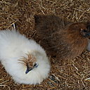 Poupoule ! Ma douce poulette.