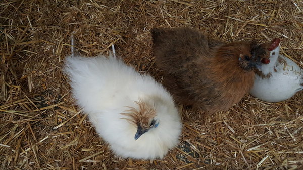 Poupoule ! Ma douce poulette.