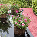 Là où les roses sont des reines, jardin « Les Belles eaux dormantes », un espace permanent créé en 2017 par l’architecte-paysagiste Sylvestre Lieuter.