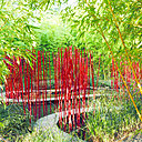 Jardin chinois du grand paysagiste Yu Kokgjian qui dessine un souple ruban de bambous rouges qui jouent avec le ciel et l’eau. Création « Carré et rond », 2017.