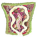 « Le jardin des supplices » réalisé par Florentin Bourcereau, paysagiste et urbaniste français égraine les supplices effectués par le jardinier qui intervient sur la nature en tronçonnant, greffant, ligaturant…