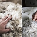 Laine mérinos, issue d’un label ultra responsable du groupe Chargeurs Luxury Materials et leader en matière de qualité et responsabilité. Création Organica.