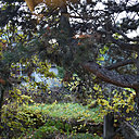 Le jardin arboré occupe une surface de 100 m².