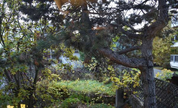 Le jardin arboré occupe une surface de 100 m².