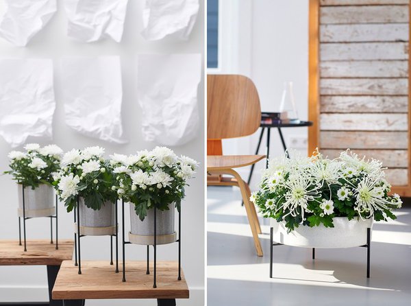 Chrysanthème blanc symbole d’un amour pur, un amour détaché de toute autre pensée.