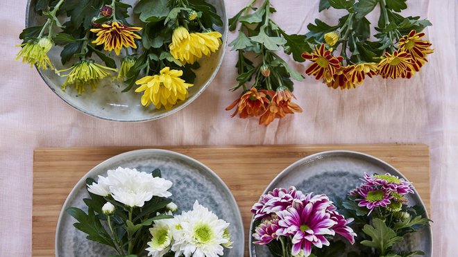 Variété de couleurs du chrysanthème : une plante décorative.