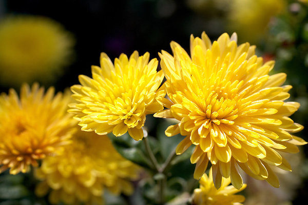 Chrysanthème jaune symbole de l’amour absolu, un amour qui touche la perfection.