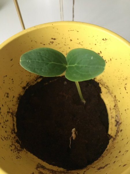 La graine est d'abord plantée dans un petit pot, une fois la tige poussée, la replanter dans une grande jardinière ou en pleine terre.