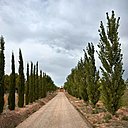 On accède à la maison par un long chemin entouré de cyprès, de peupliers et oliviers.