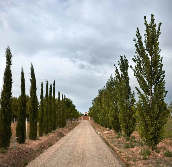 On accède à la maison par un long chemin entouré de cyprès, de peupliers et oliviers.