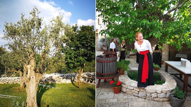 A gauche, un bel olivier heureux dans la campagne croatienne. A droite, l’accueil chez Stella Croatica, producteur d’huile d’olive extra vierge mondialement primée et des plantes aromatiques et où l’on peut déjeuner ou dîner.