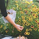 La cueillette des fleurs se fait en évitant de cueillir les coeurs et les tiges, juste les pétales pour une tonalité pure.