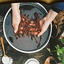 Teindre avec la garance, dont la gamme s'étend du rose au rouge ; le pigment rouge se trouve dans les racines, seules parties colorantes de la plante.