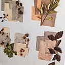 Cueillette d'automne cône d'aulne, saule commun, glands et gales de chêne, hêtre pourpre.