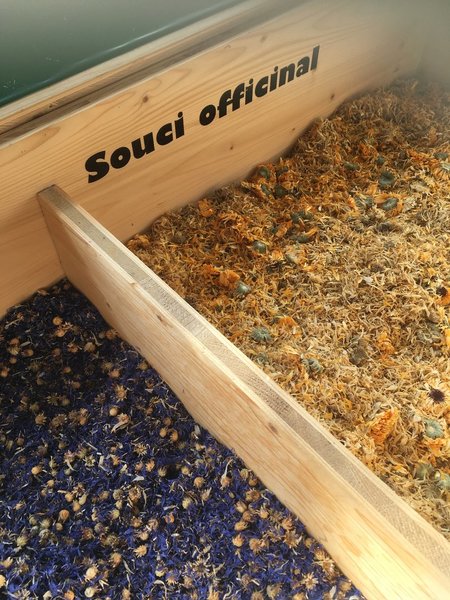 Souci officinal, les propriétés thérapeutiques du souci sont connues depuis longtemps. Au XII siècle, Hildegarde de Bingen l'utilisait contre la teigne du cuir chevelu