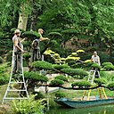 Moment fabuleux que celui où l'on croise les jardiniers équilibristes juchés sur des escabeaux sur terre ou en barque sculptant les arbres en boule.