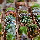 Collections de succulentes.