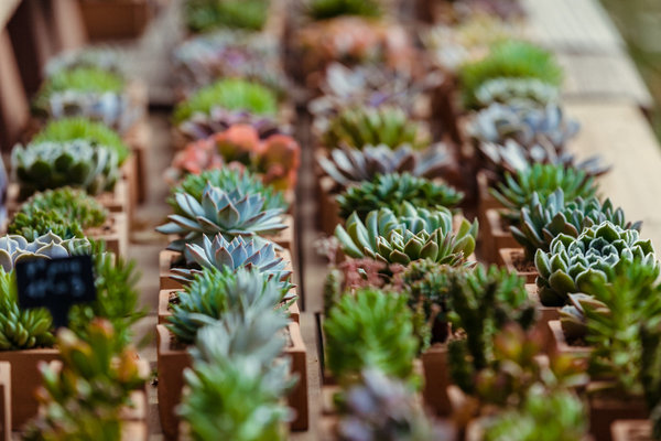 Collections de succulentes.