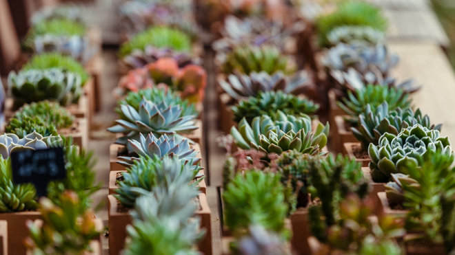 Collections de succulentes.
