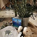 Le Concours de cueillette d'olives de Postira et l'équipe organisatrice.