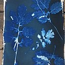 Le papier devient bleu au contact de l'eau et les motifs se révèlent laissant entrevoir, les détails, nervures des feuillages. Egoutter le papier et laissez sécher à plat ou suspendu.