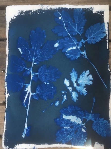 Le papier devient bleu au contact de l'eau et les motifs se révèlent laissant entrevoir, les détails, nervures des feuillages. Egoutter le papier et laissez sécher à plat ou suspendu.